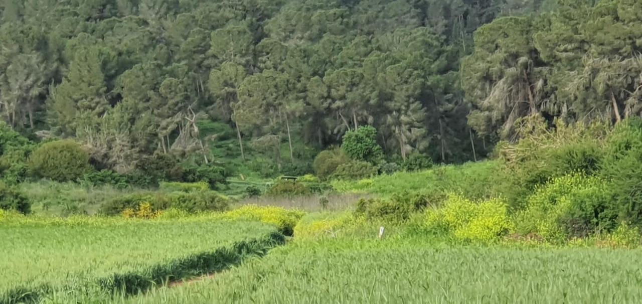Hemdatya Stone Suites In The Galilee Ilaniya المظهر الخارجي الصورة
